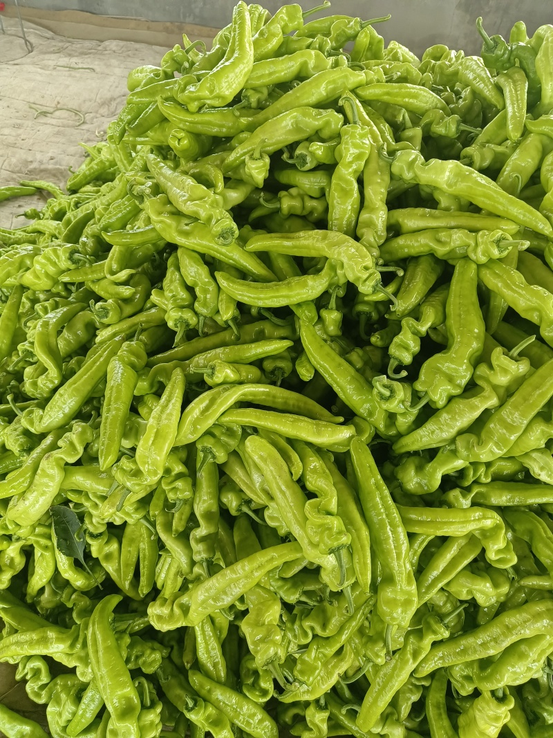 黄皮尖椒产地直发