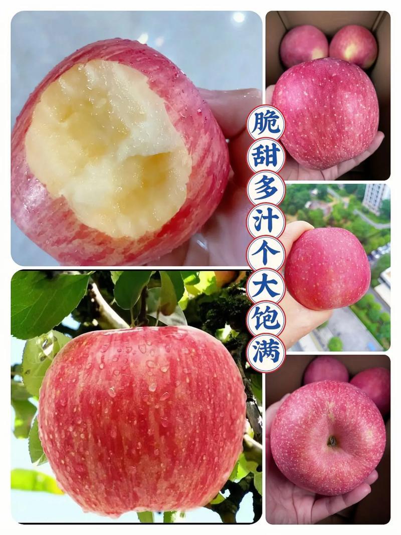 苹果产地红富士苹果产地批发口感脆甜货源充足