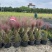 水生植物粉黛乱子草2加伦、5加伦，基地有量，欢迎订购。