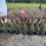 水生植物粉黛乱子草2加伦、5加伦，基地有量，欢迎订购。
