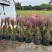 水生植物粉黛乱子草2加伦、5加伦，基地有量，欢迎订购。