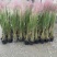 水生植物粉黛乱子草2加伦、5加伦，基地有量，欢迎订购。