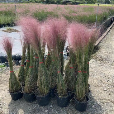 水生植物粉黛乱子草2加伦、5加伦，基地有量，欢迎订购。