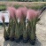 水生植物粉黛乱子草2加伦、5加伦，基地有量，欢迎订购。