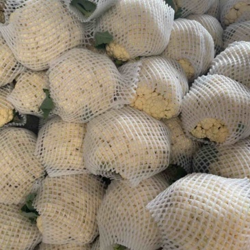 优质菜花，松花菜，全国发货，需要联系