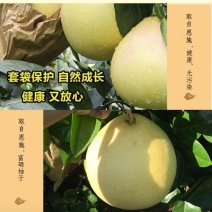 宣恩贡水白柚