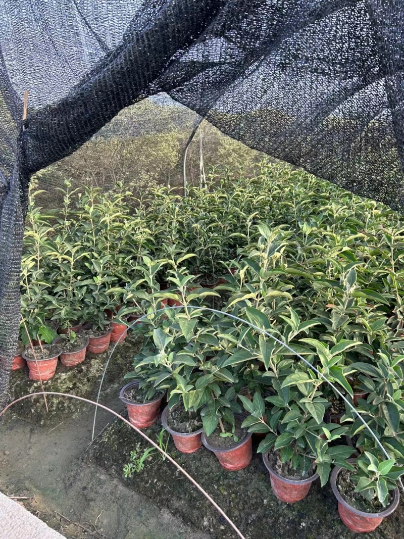 正宗中华木绣球，180杯容器苗，基地有量，价优，欢迎订购