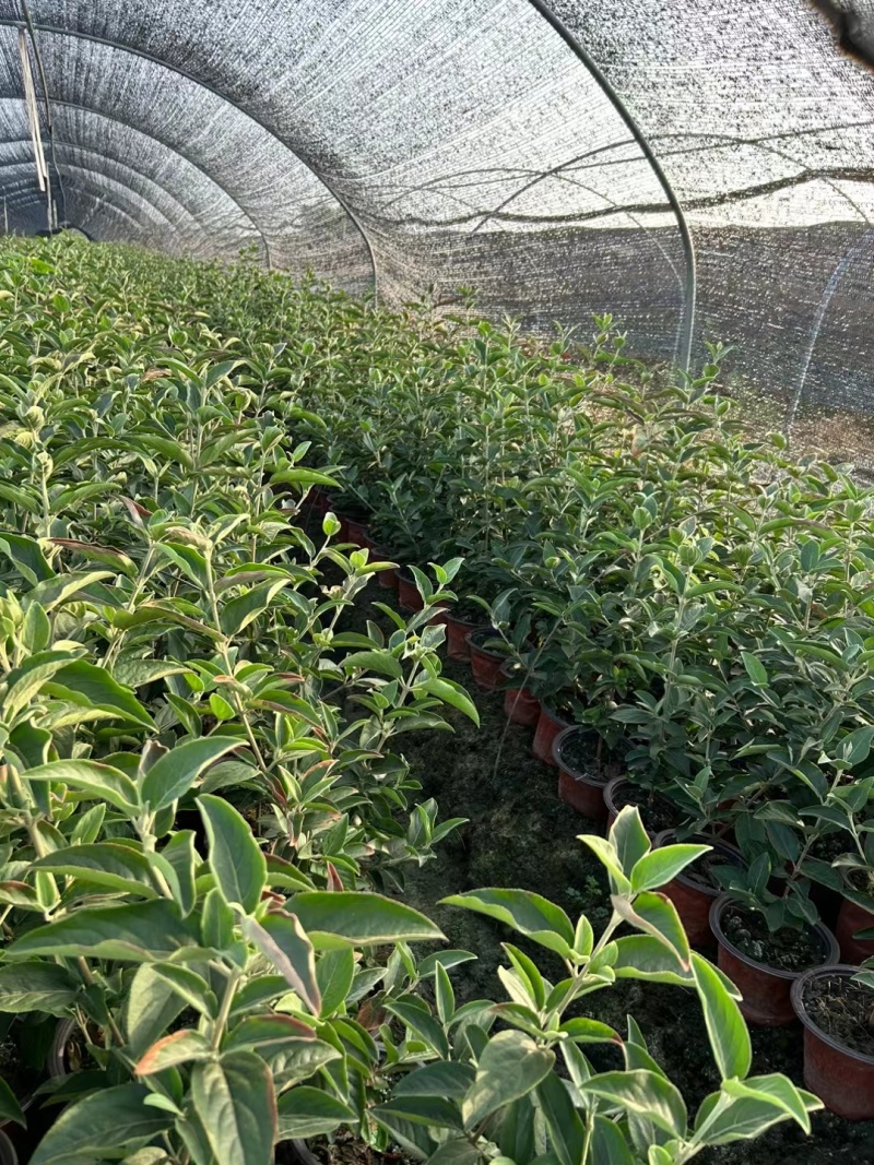 正宗中华木绣球，180杯容器苗，基地有量，价优，欢迎订购