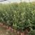 正宗中华木绣球，180杯容器苗，基地有量，价优，欢迎订购