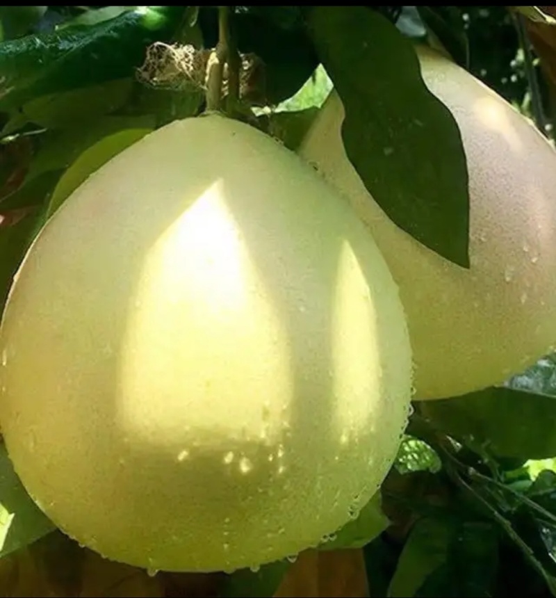 宣恩贡水白柚