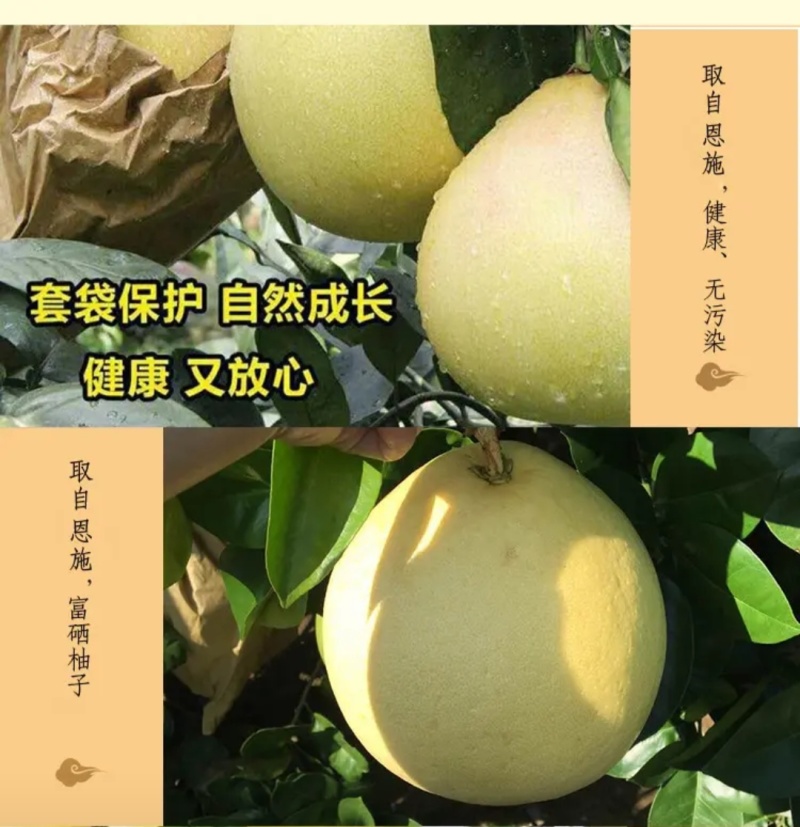 宣恩贡水白柚