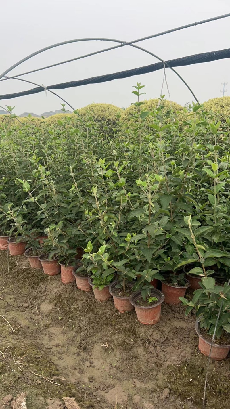 正宗中华木绣球，180杯容器苗，基地有量，价优，欢迎订购
