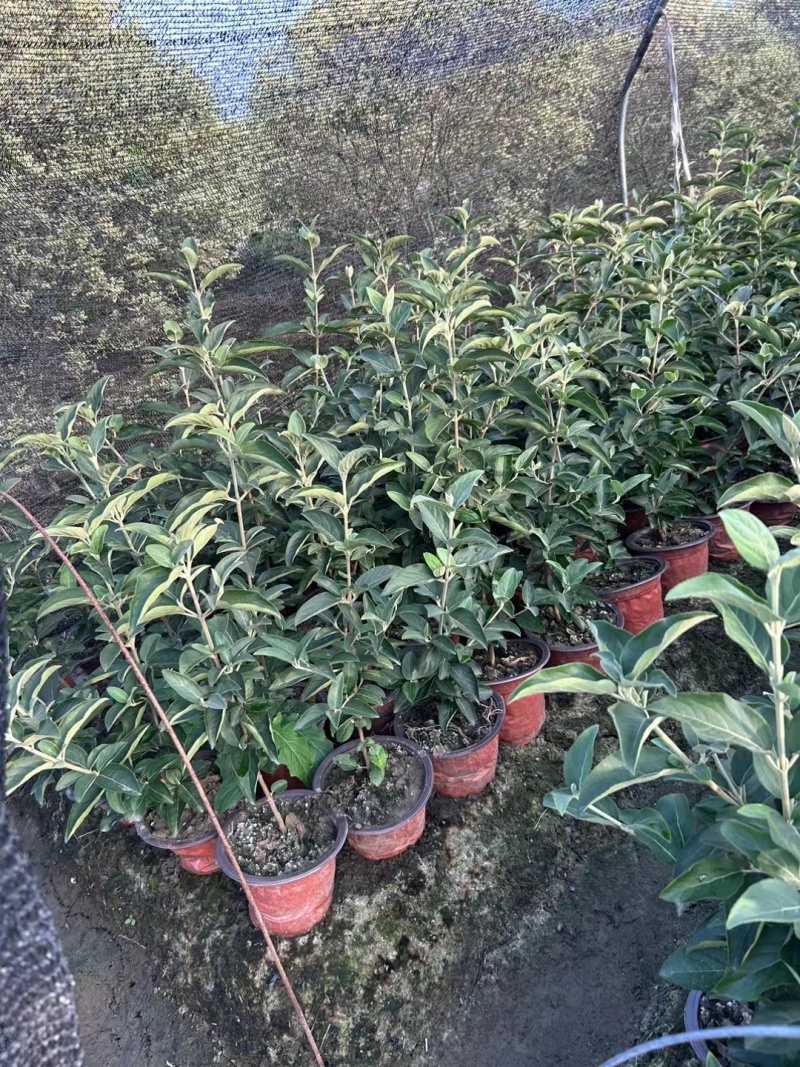 正宗中华木绣球，180杯容器苗，基地有量，价优，欢迎订购