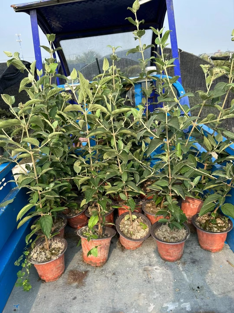 正宗中华木绣球，180杯容器苗，基地有量，价优，欢迎订购