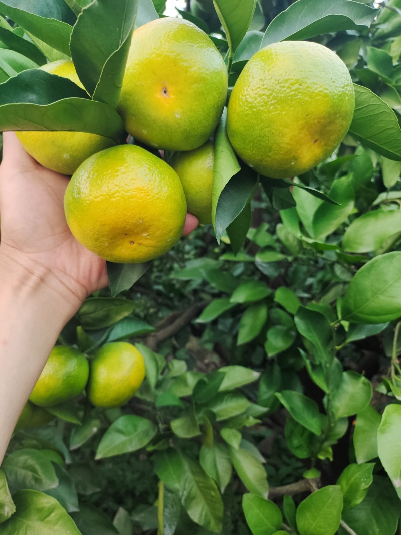四川资阳蜜橘产地直发大量有货量大从优质量保证欢迎咨询！