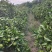四川资阳蜜橘产地直发大量有货量大从优质量保证欢迎咨询！