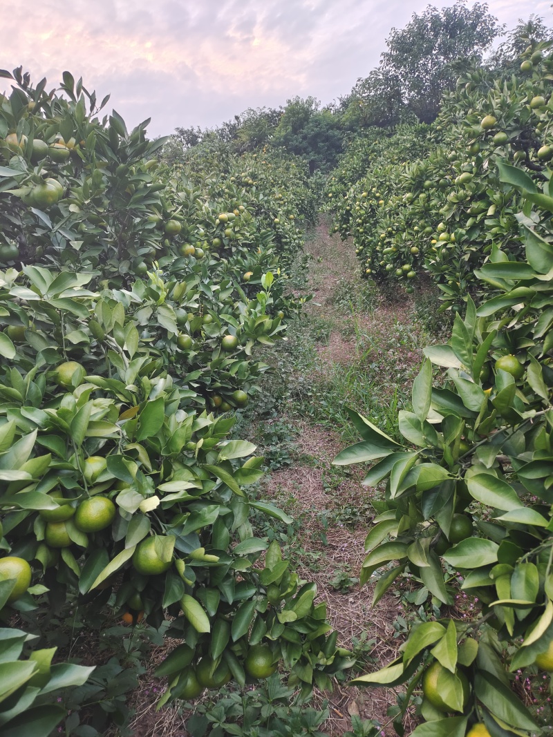 四川资阳蜜橘产地直发大量有货量大从优质量保证欢迎咨询！