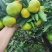 四川资阳蜜橘产地直发大量有货量大从优质量保证欢迎咨询！