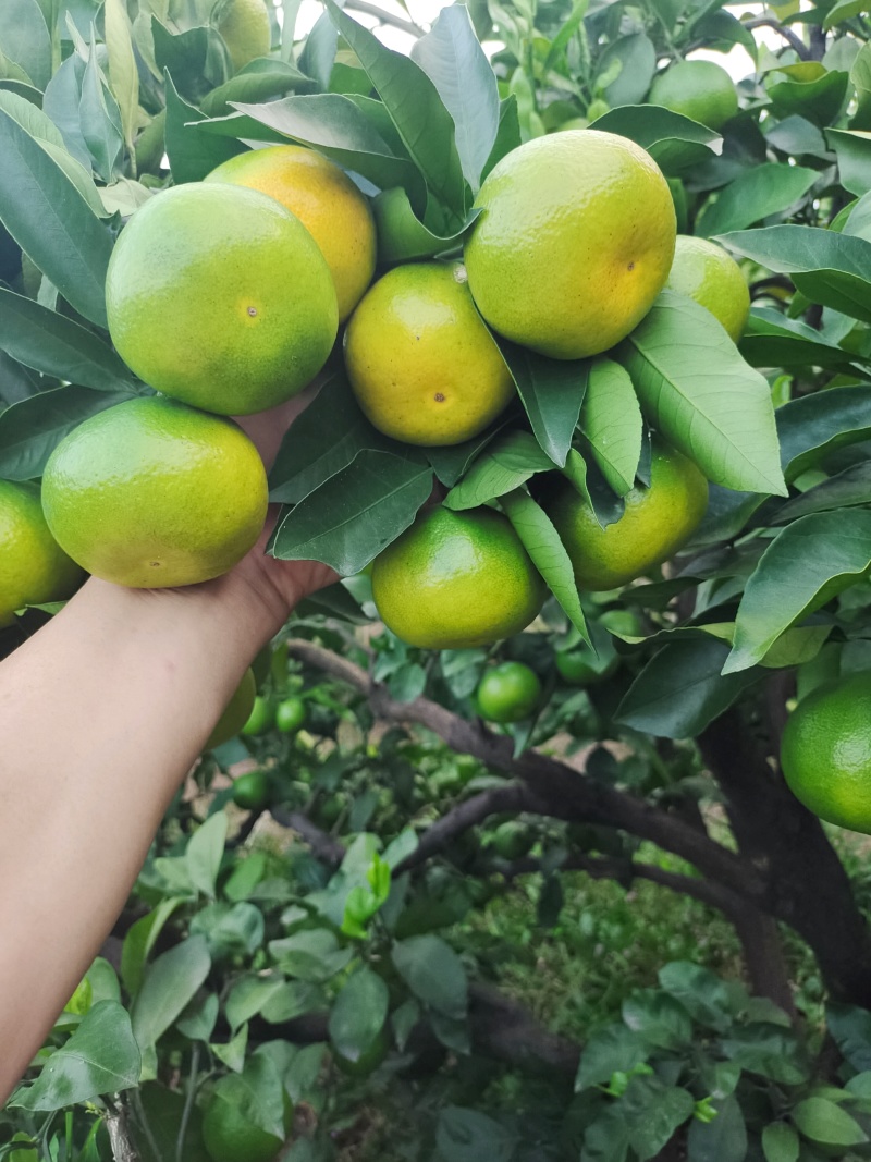 四川资阳蜜橘产地直发大量有货量大从优质量保证欢迎咨询！