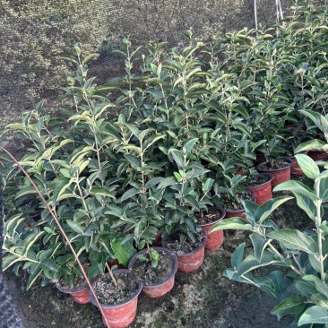 正宗中华木绣球，180杯容器苗，基地有量，价优，欢迎订购