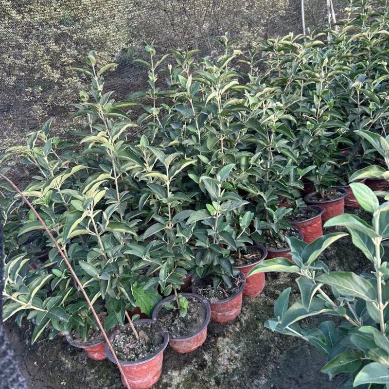 正宗中华木绣球，180杯容器苗，基地有量，价优，欢迎订购