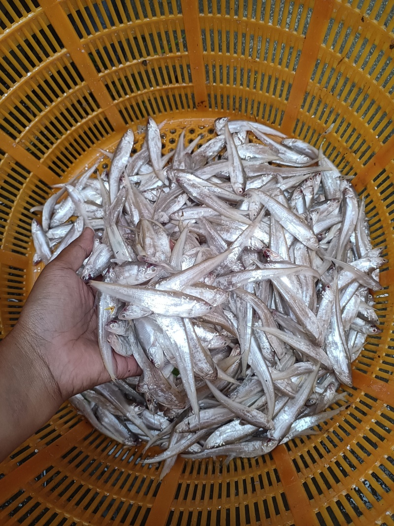 江苏毛刀鱼新鲜打捞质量好