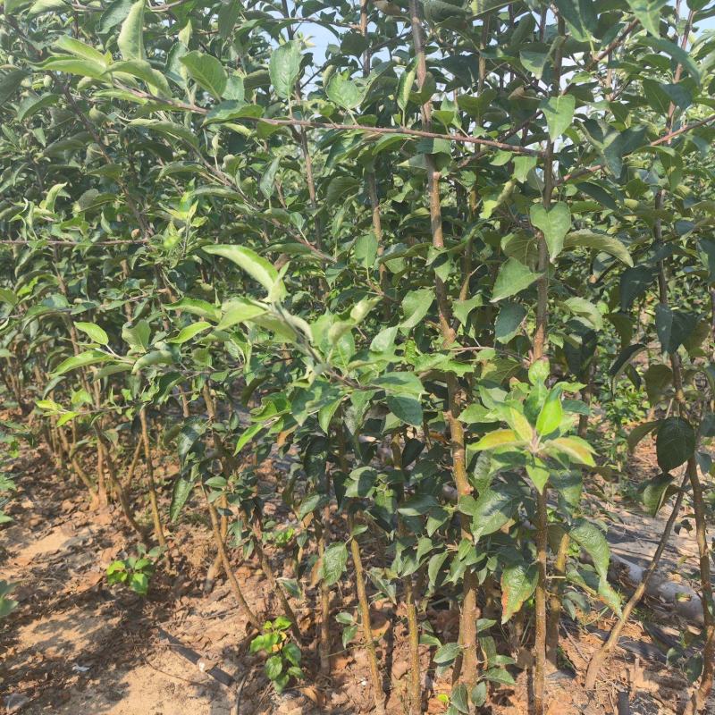 维纳斯黄金苹果苗，维纳斯黄金苹果树苗，精品维纳斯黄金苹果