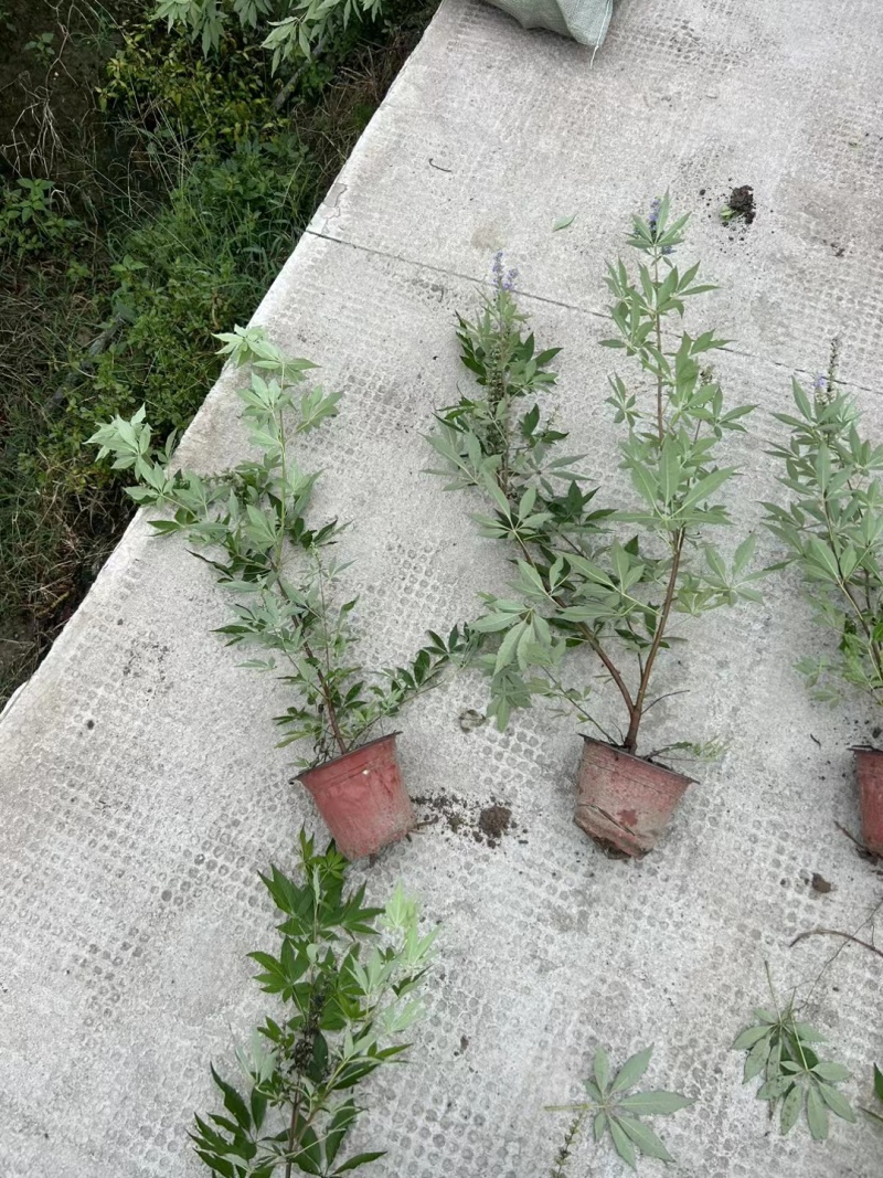 穗花牡荆180杯、40M植，基地有量，欢迎订购。