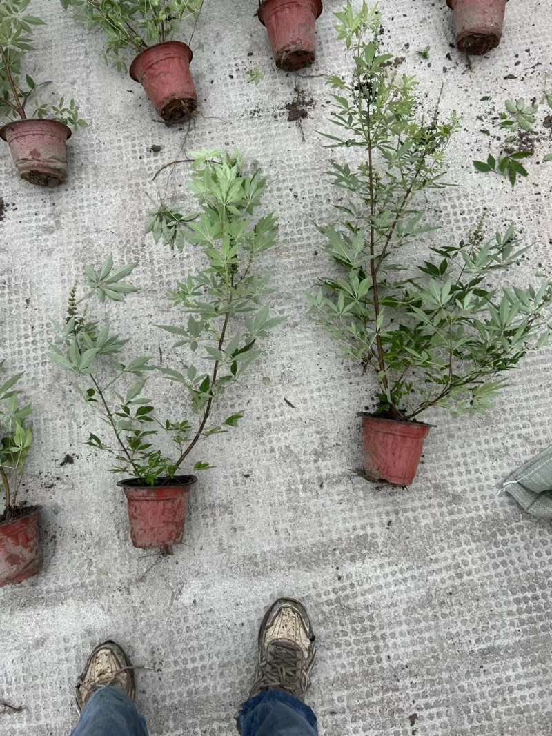 穗花牡荆180杯、40M植，基地有量，欢迎订购。
