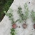 穗花牡荆180杯、40M植，基地有量，欢迎订购。