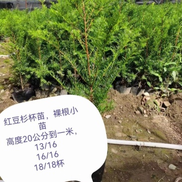 东北红豆杉小苗杯苗占地苗高度10公分到6米大树。曼迪亚