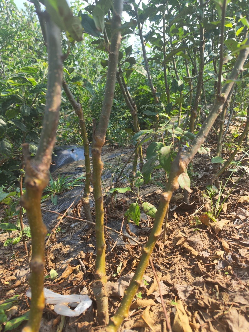 寒富苹果苗