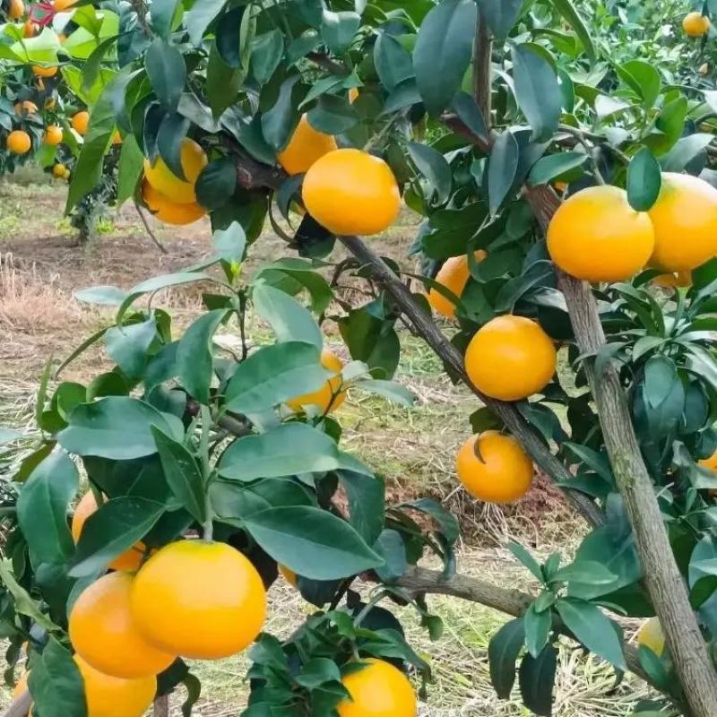 精品爱媛橙果冻橙大量上市品质保证一手货源量大从