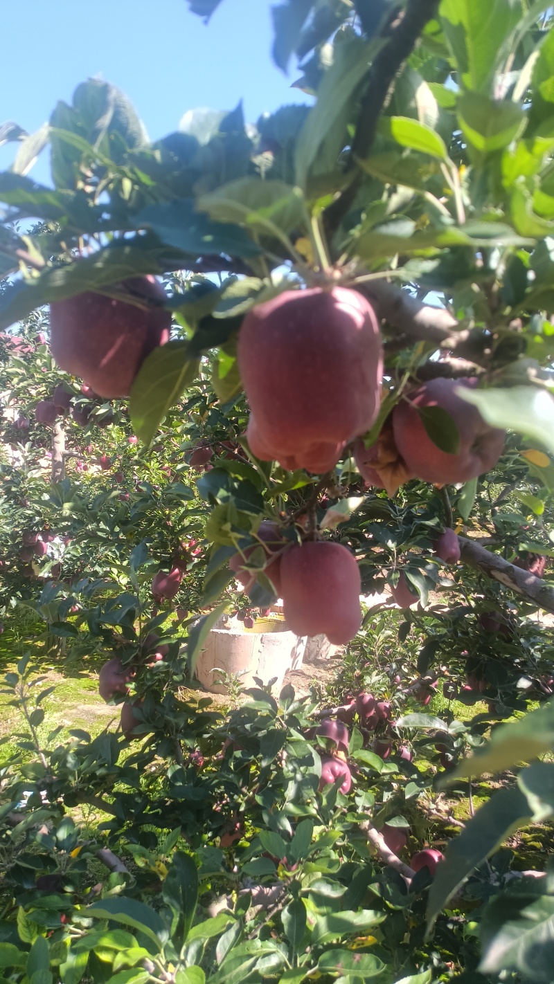 山高花牛苹果