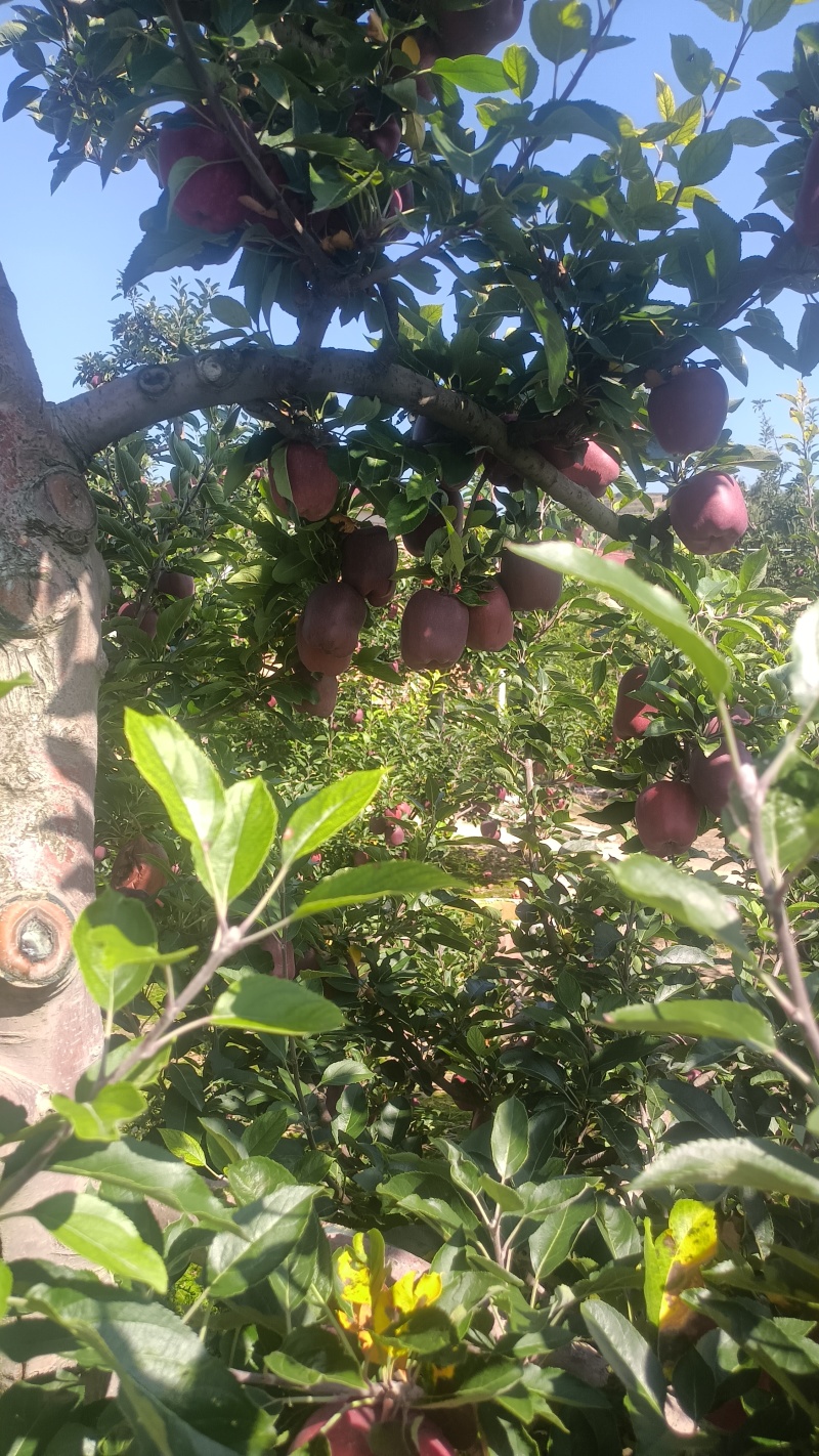 山高花牛苹果