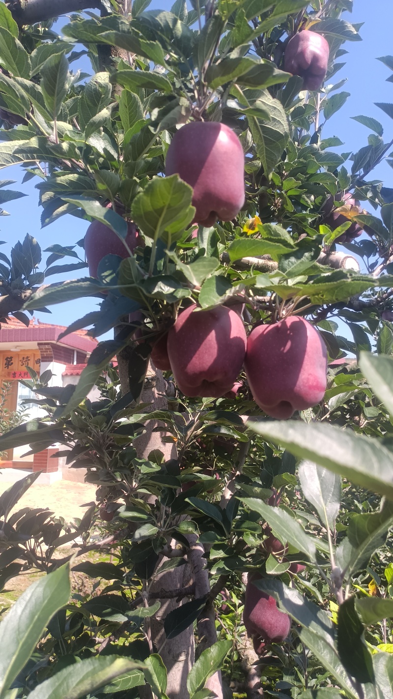 山高花牛苹果