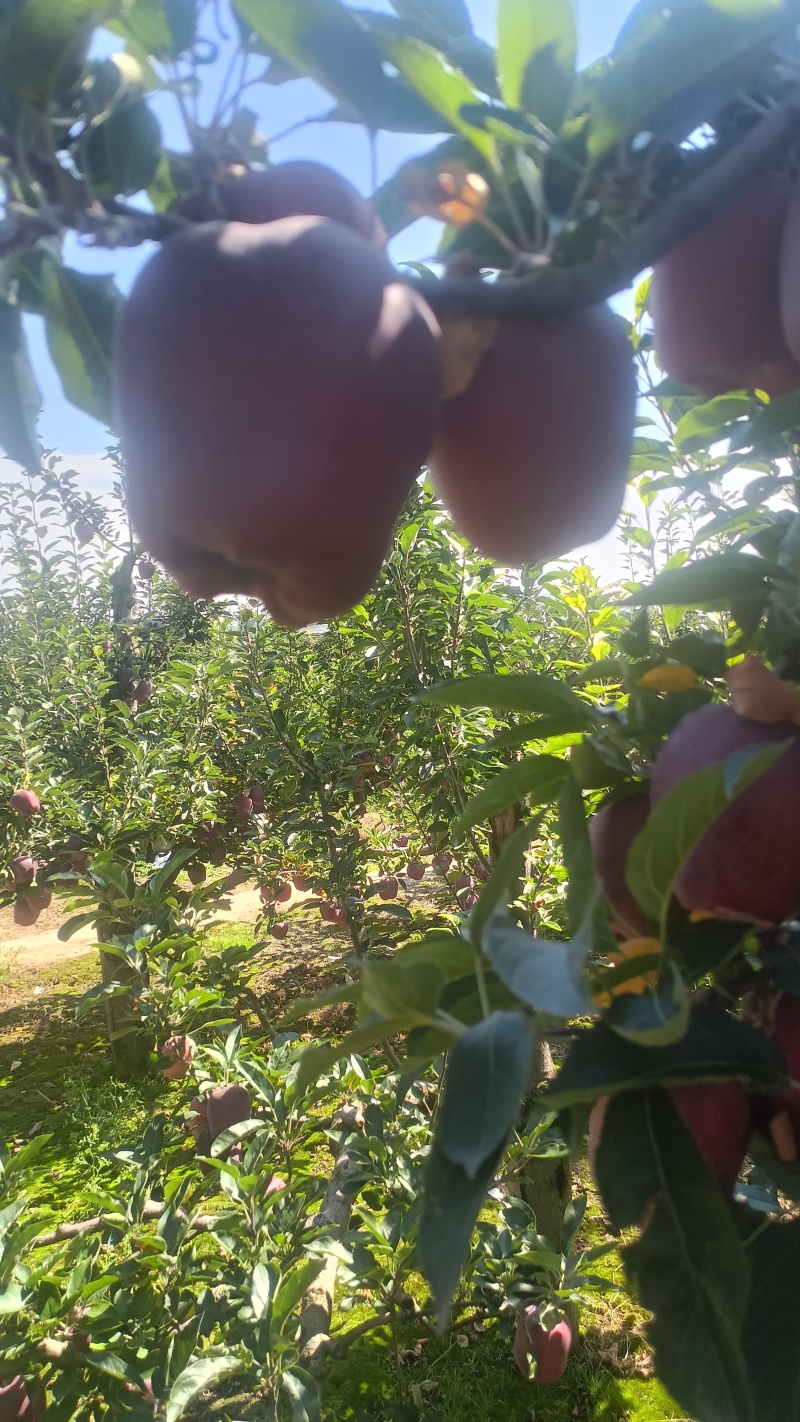 山高花牛苹果