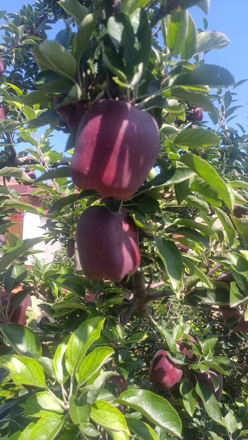 山高花牛苹果