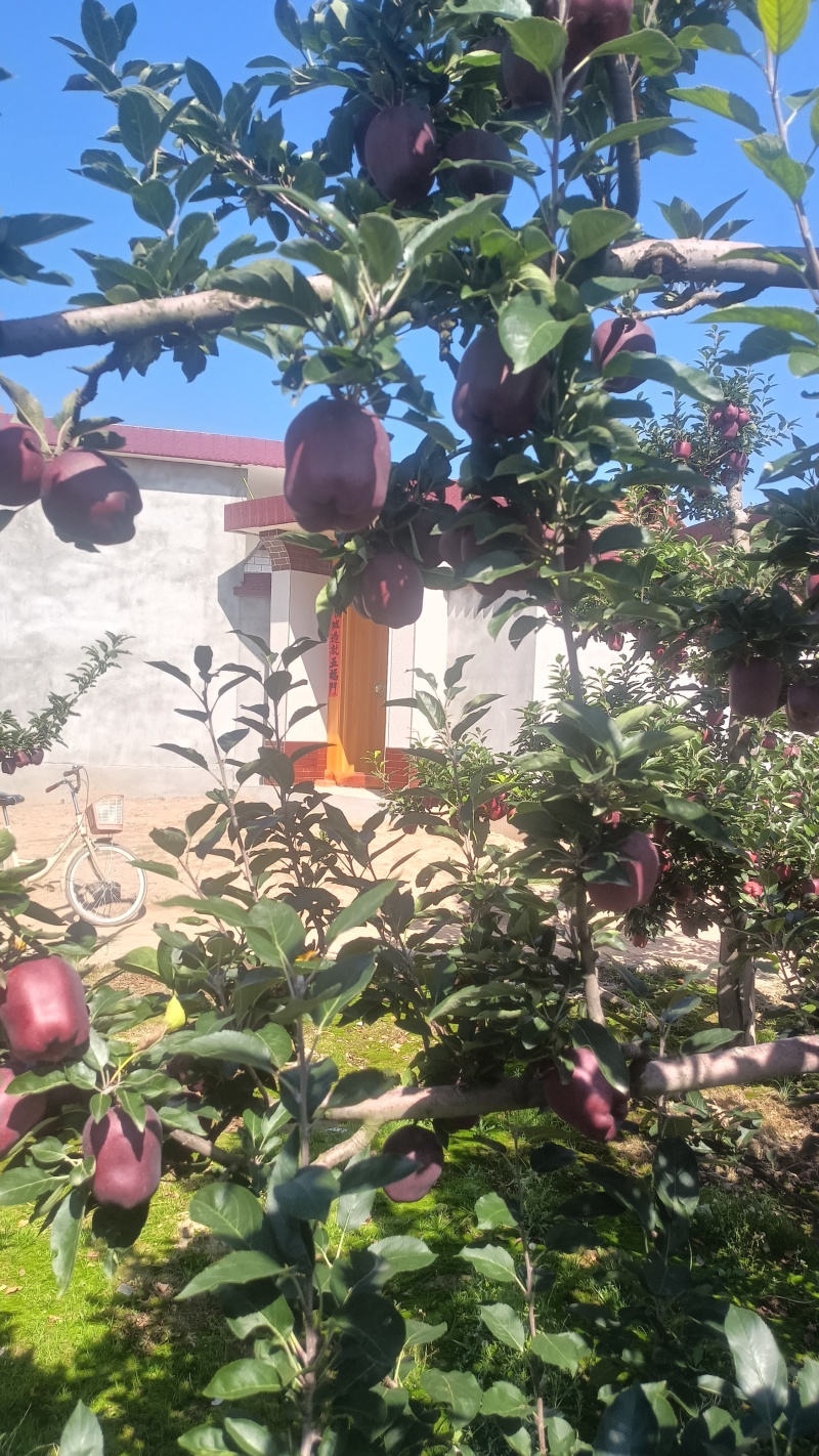 山高花牛苹果