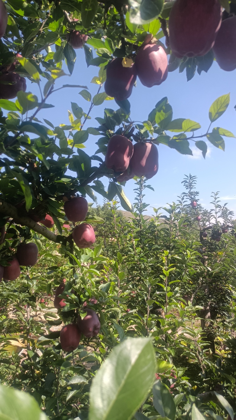 山高花牛苹果