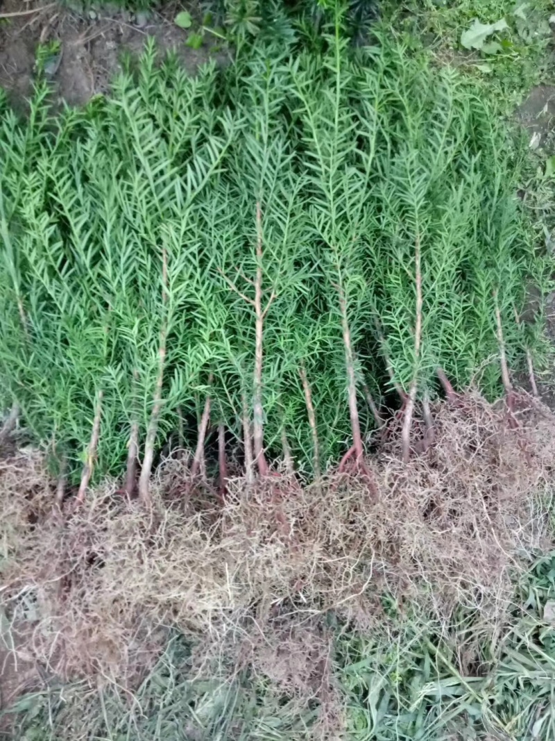 东北红豆杉小苗杯苗占地苗高度10公分到6米大树。曼迪亚
