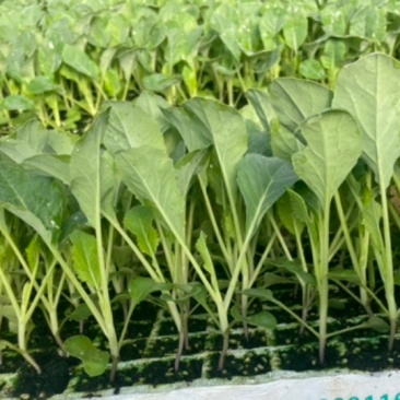 精品优质松花菜苗，产地直发，苗好价格实惠，欢迎大家到店