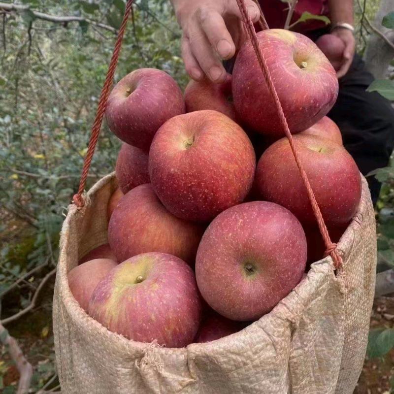 丑苹果四川凉山精品苹果新鲜苹果产地直发一手货源交通便利