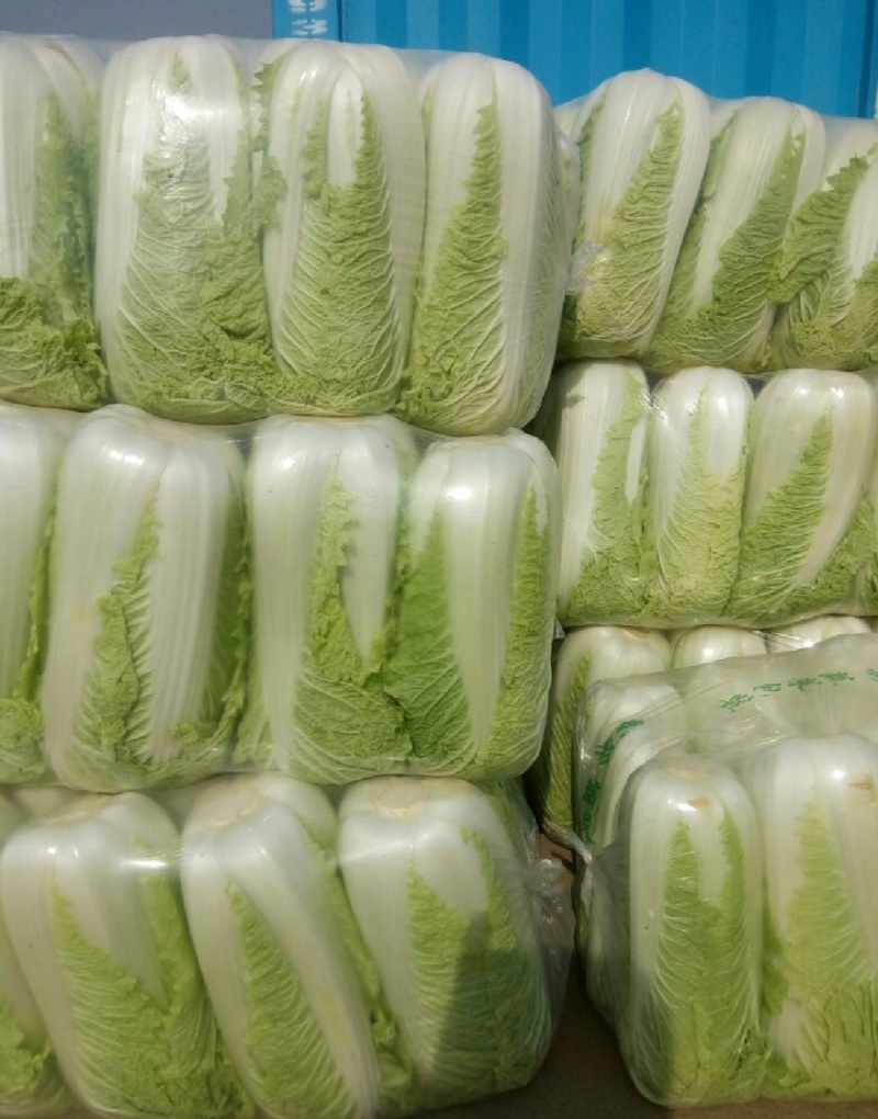辽宁白菜北京3号北京三号白菜杠菜适宜腌菜货源充足