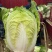 辽宁白菜北京3号北京三号白菜杠菜适宜腌菜货源充足