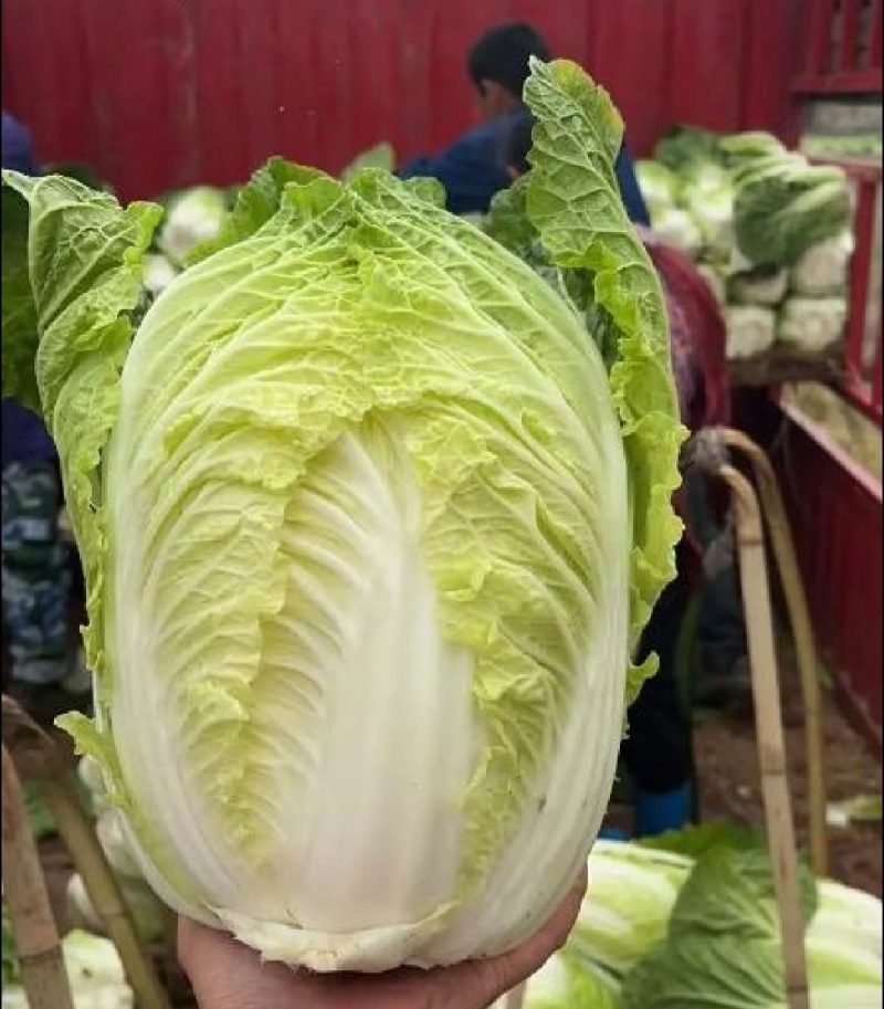 辽宁白菜北京3号北京三号白菜杠菜适宜腌菜货源充足