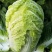 辽宁白菜北京3号北京三号白菜杠菜适宜腌菜货源充足