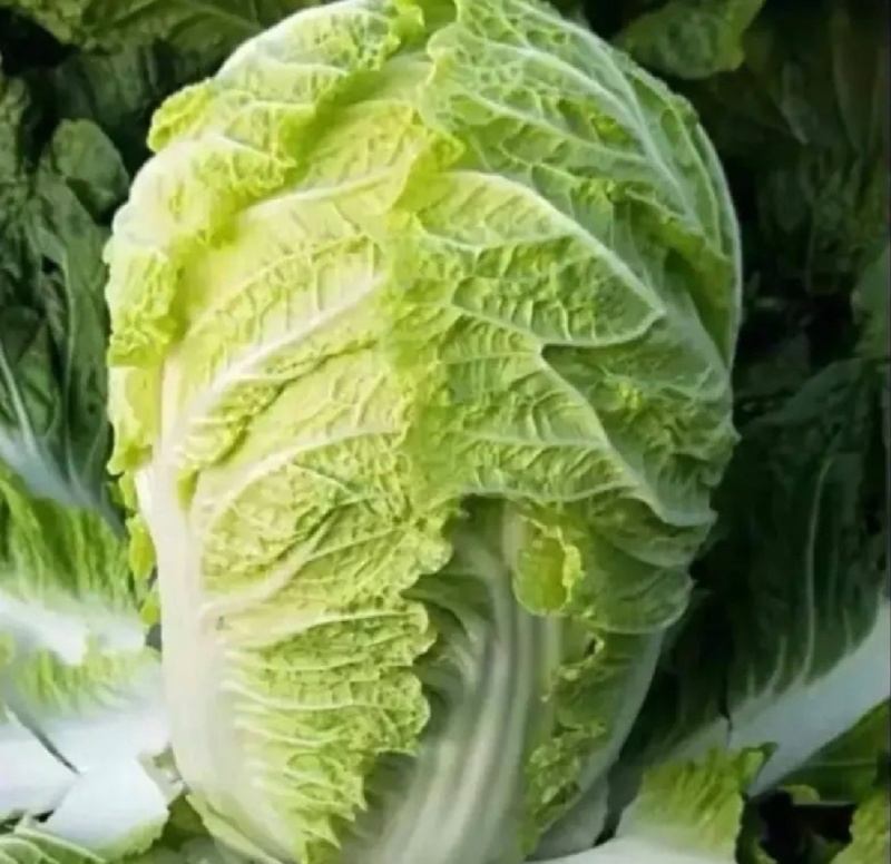 辽宁白菜北京3号北京三号白菜杠菜适宜腌菜货源充足