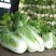 辽宁白菜北京3号北京三号白菜杠菜适宜腌菜货源充足
