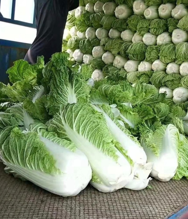 辽宁白菜北京3号北京三号白菜杠菜适宜腌菜货源充足